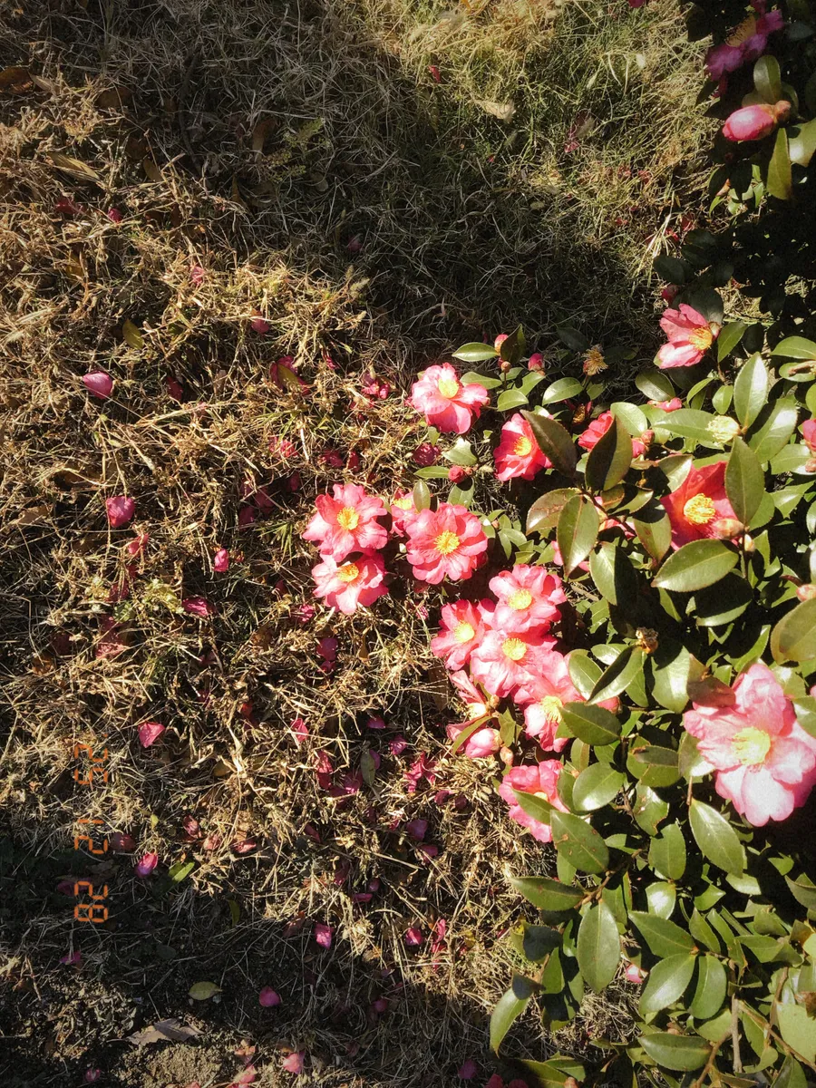 date stamp landscape 01.