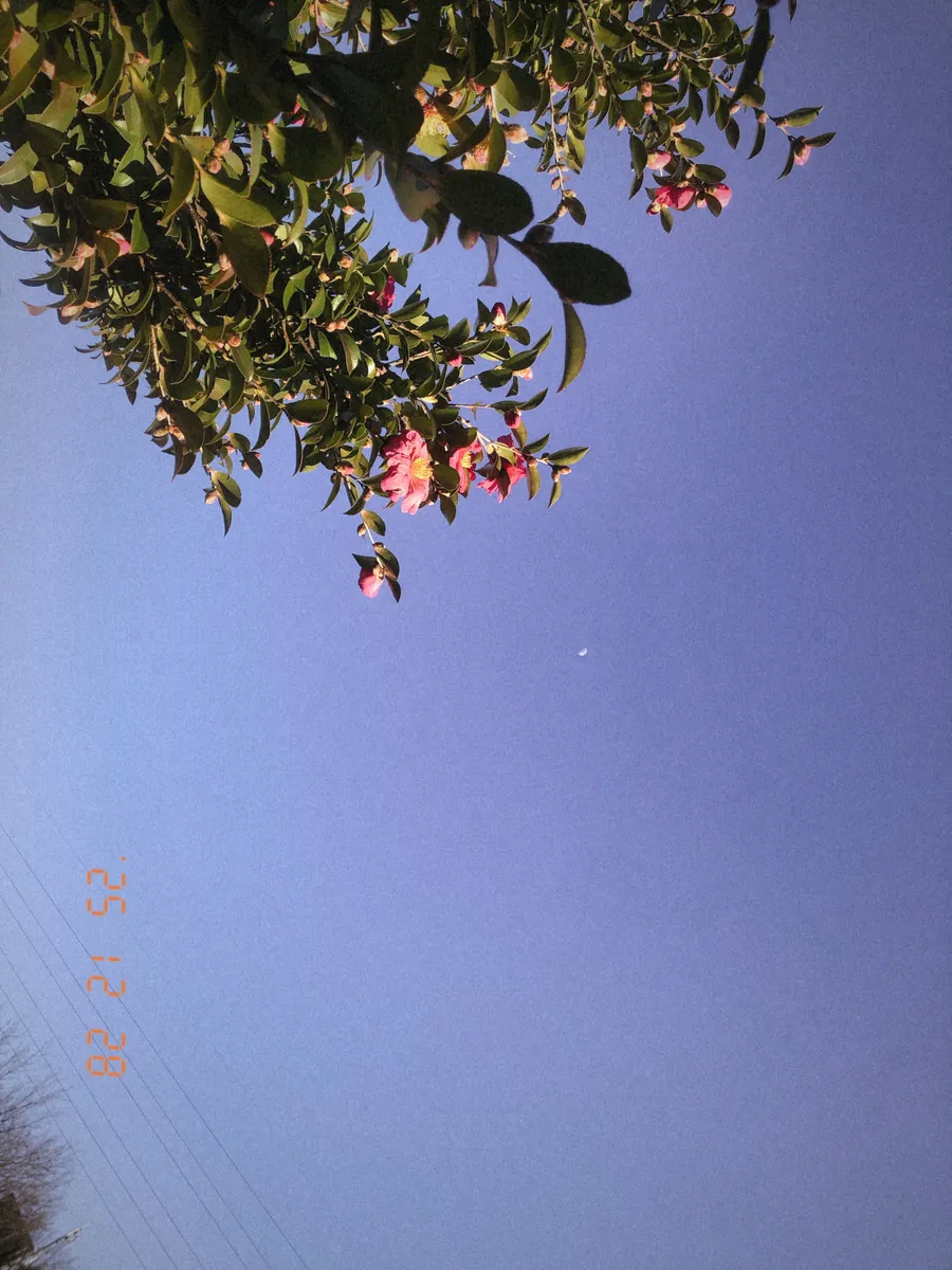 date stamp landscape 02