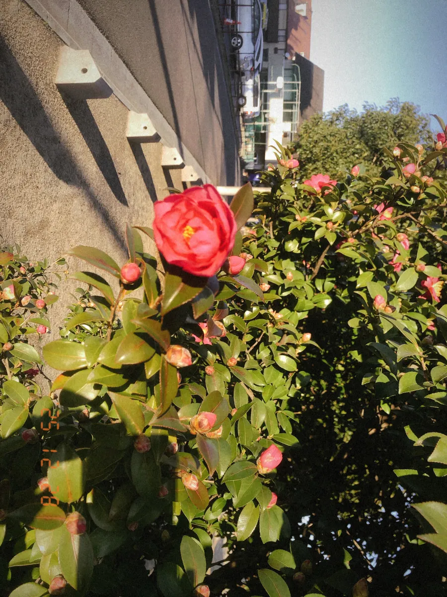 date stamp landscape 03