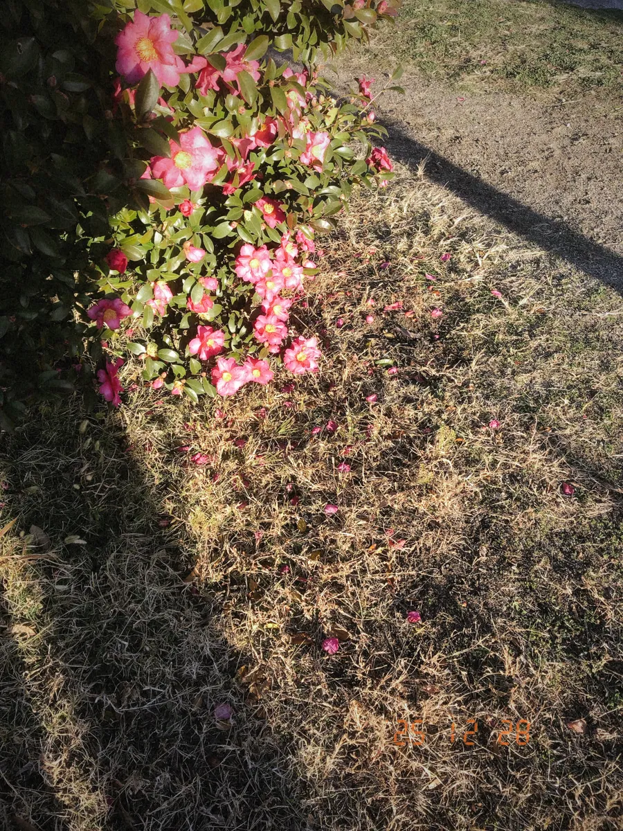 date stamp portrait 01.