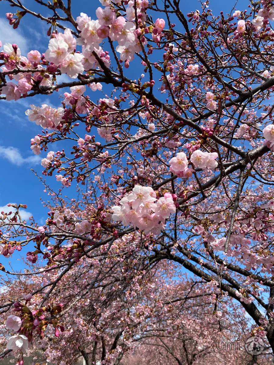 iPhone標準カメラ