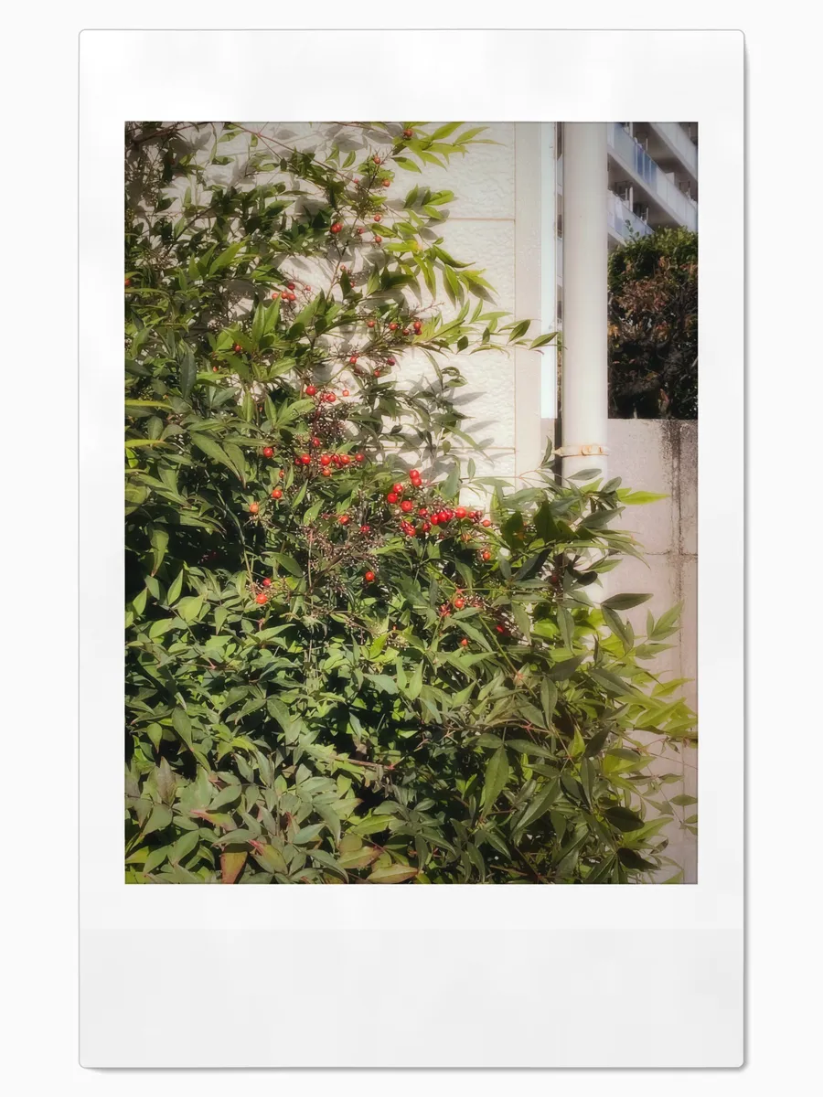 umi Camera {t('top_instant')}